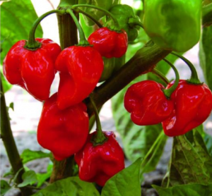Vörös Habanero chili